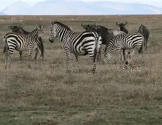 关于盖亚图多力克强敌，晋级下一轮的信息